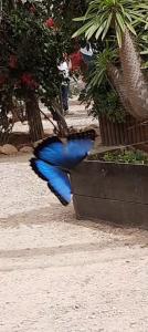 Jacquelien - 06 Blauwe Morpho
